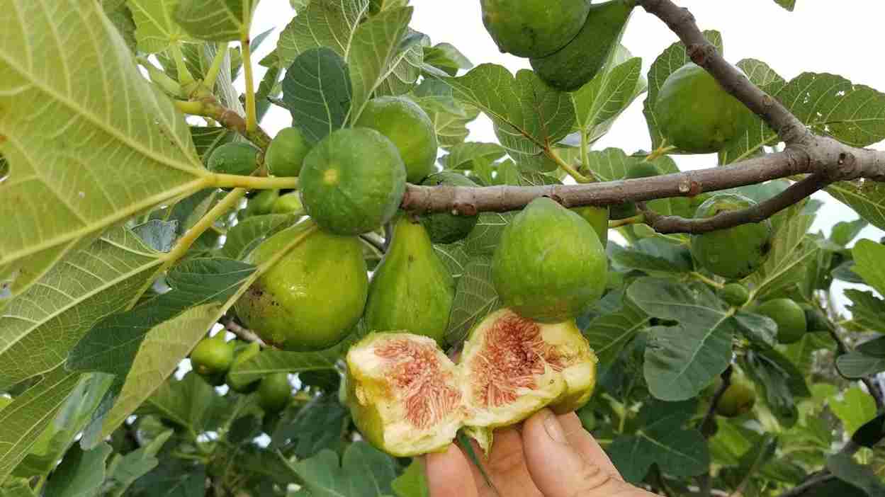 تصویر 3 از انجیر گلوگاه ایران نژاد با عطر طبیعی و بافت لطیف